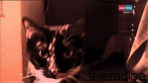 Real Time Il mio gatto e indemoniato - 1^TV 10-05 21-13-19